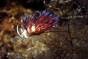 Cratena (Cratena peregrina)