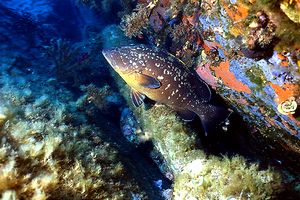 Cernia bruna (Epinephelus marginatus)