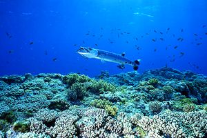 Barracuda (Sphyraena barracuda)