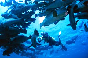 Pesce pappagallo gigante (Bolbometopon muricatum)