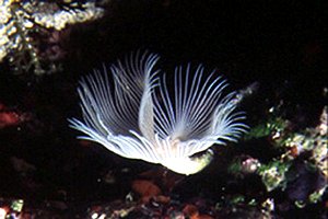 Verme dal ciuffo bianco (Protula tubularia)