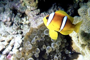 Pesce pagliaccio (Amphiprion bicintus)