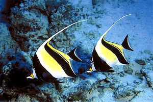 Idolo moresco (Zanclus cornutus)