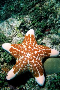 Stella cuscino (Choriaster granulatus)