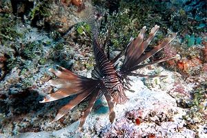 Pesce cobra (Pterois miles)