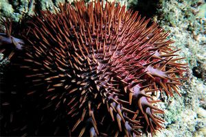 Stella corona di spine (Acanthaster planci)