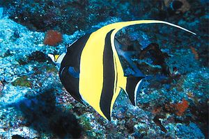 Idolo moresco (Zanclus cornutus)