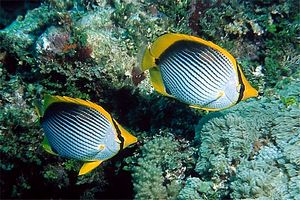 Pesce farfalla (Chaetodon melannotus)