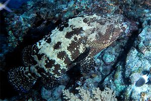 Cernia marmorizzata (Epinephelus polyphekadion)