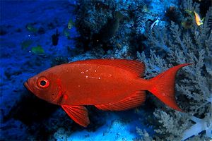 Pesce occhio grosso (Priacanthus hamrur)