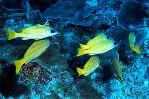 Lutiano a righe gialle (Lutjanus kasmira)