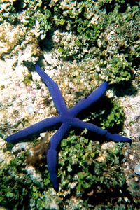 Stella Marina (Linckia laevigata)