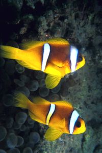 Pesce pagliaccio (Amphiprion bicinctus)
