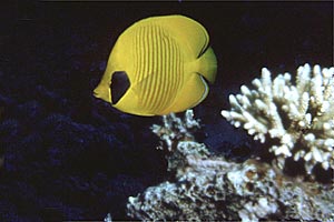 Pesce farfalla semimascherato (Chaetodon semilarvatus)