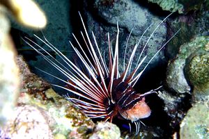 Pesce cobra (Pterois radiata)