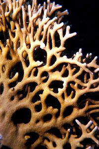 Idrozoo (Millepora dichotoma)