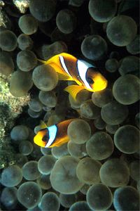 Pesce pagliaccio (Amphiprion bicinctus)