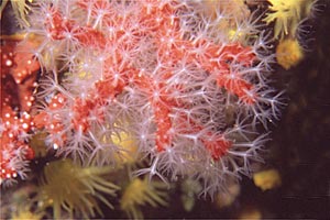 Corallo rosso (Corallium rubrum)