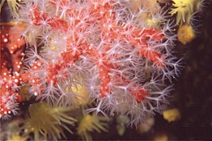 Corallo rosso (Corallium rubrum)