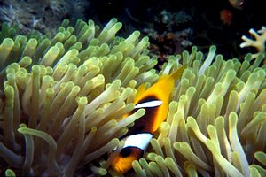 Pesce pagliaccio (Amphiprion bicinctus)
