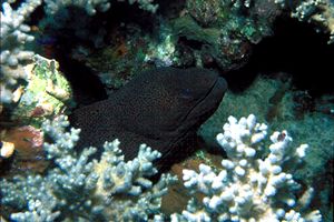 Murena (Gymnothorax n.d.)