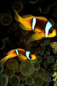 Pesce pagliaccio (Amphiprion bicinctus)