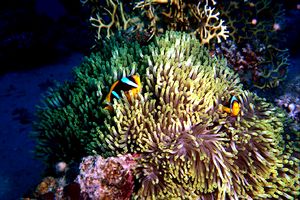 Pesce pagliaccio (Amphiprion bicinctus)