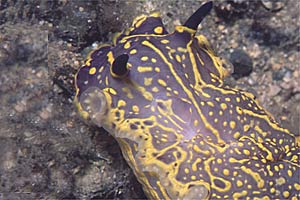 Doride dipinto (Hypselodoris picta)