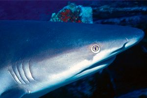 Squalo Seta (Carcharhinus falciformis)