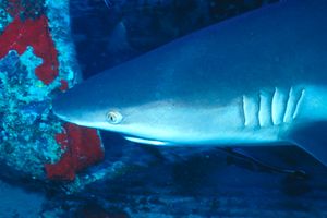 Squalo Seta (Carcharhinus falciformis)