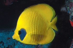 Pesce farfalla semimascherato (Chaetodon semilarvatus)