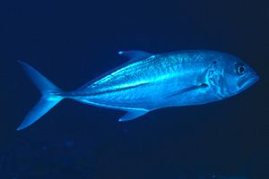 Carangide (Caranx sexfasciatus)