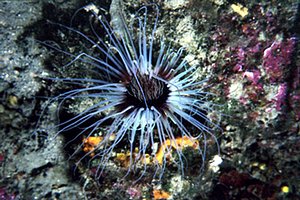 Cerianto (Cerianthus membranaceus)