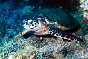 Tartaruga (Eretmochelys imbricata)