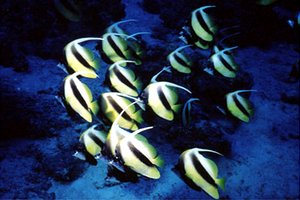 Pesce farfalla virgola (Heniochus intermedius)