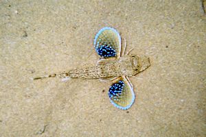 Pesce cappone (Chelidonichthys lucernus)
