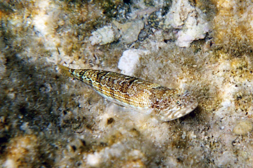 Pesce lucertola (Synodus saurus)