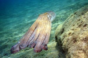 Polpo comune (Octopus vulgaris)