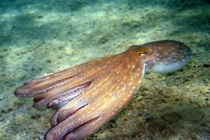 Polpo comune (Octopus vulgaris)