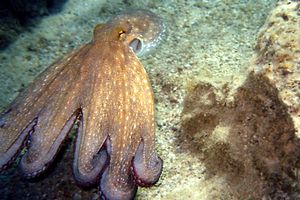 Polpo comune (Octopus vulgaris)