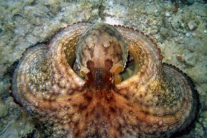 Polpo comune (Octopus vulgaris)