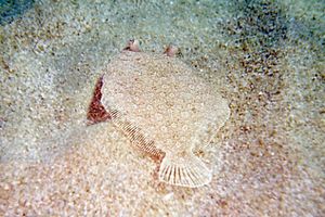 Rombo (Bothus podas podas)