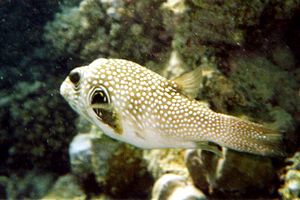 Pesce palla a punti bianchi (Arothron hispidus)