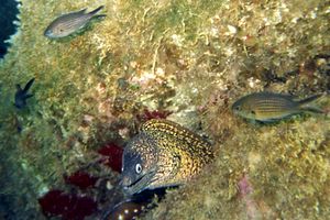 Murena (Murena helena)