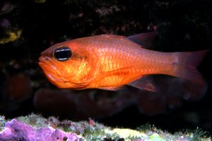 Re di triglie (Apogon imberbis)