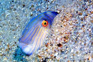 Pesce pettine (Xyrichthys novacula)