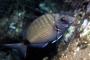 Sarago maggiore (Diplodus sargus sargus)