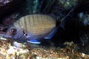 Sarago maggiore (Diplodus sargus sargus)