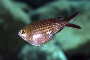 Castagnola (Chromis chromis)