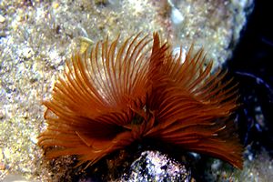 Verme dal ciuffo bianco (Protula tubularia)